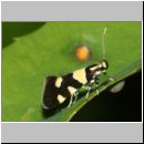 Eratophyes amasiella - Birken-Faulholzmotte 02c 9mm.jpg